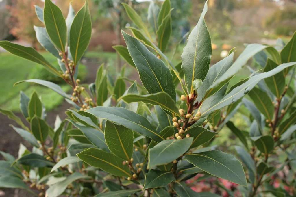 Babér (Laurus nobilis)