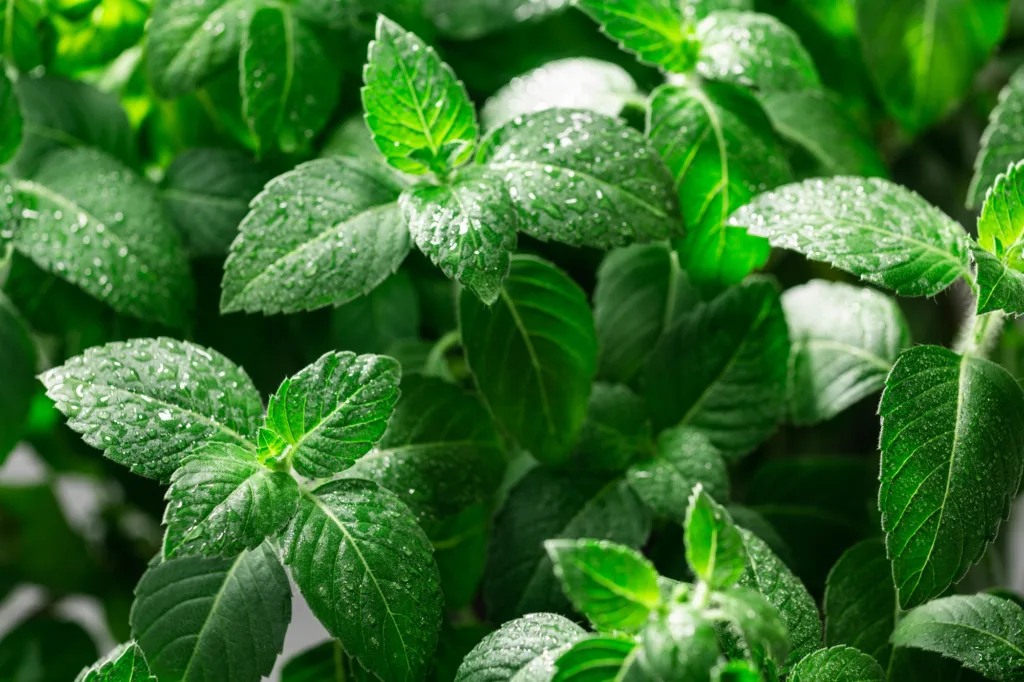 Kertben fejlődő egészséges menta hajtások a menta ültetésének bemutatásához