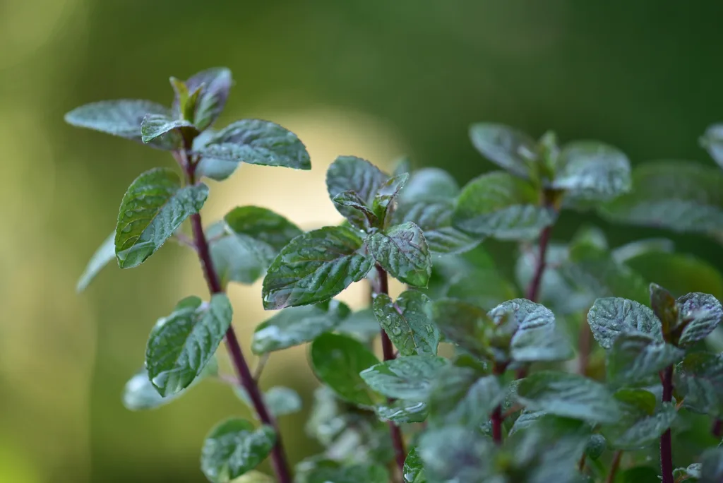 Kertben fejlődő egészséges menta hajtások a menta ültetésének bemutatásához