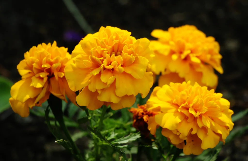 Büdöske virágai közelről, sárga és narancssárga szirmokkal a kertben