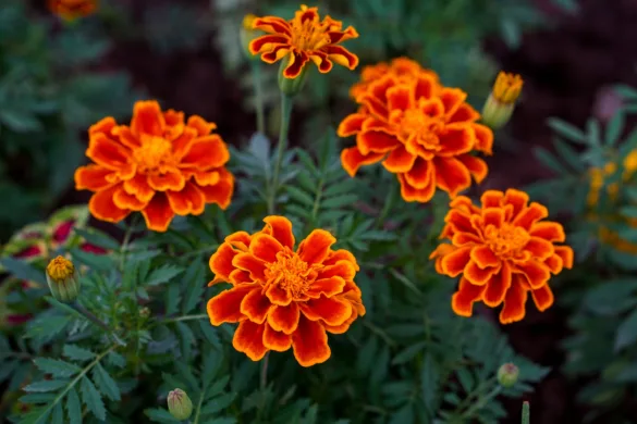 Virágzó büdöske növények a veteményesben zöldségek között