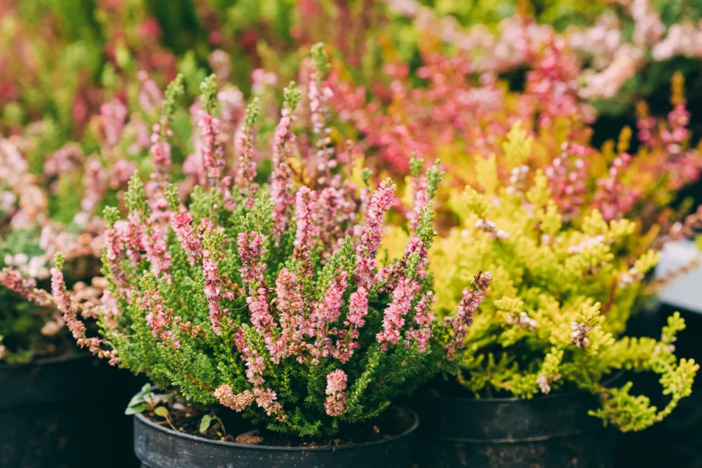 Rózsaszín virágú csarab (Calluna vulgaris), amelyet gyakran összekevernek az erikával