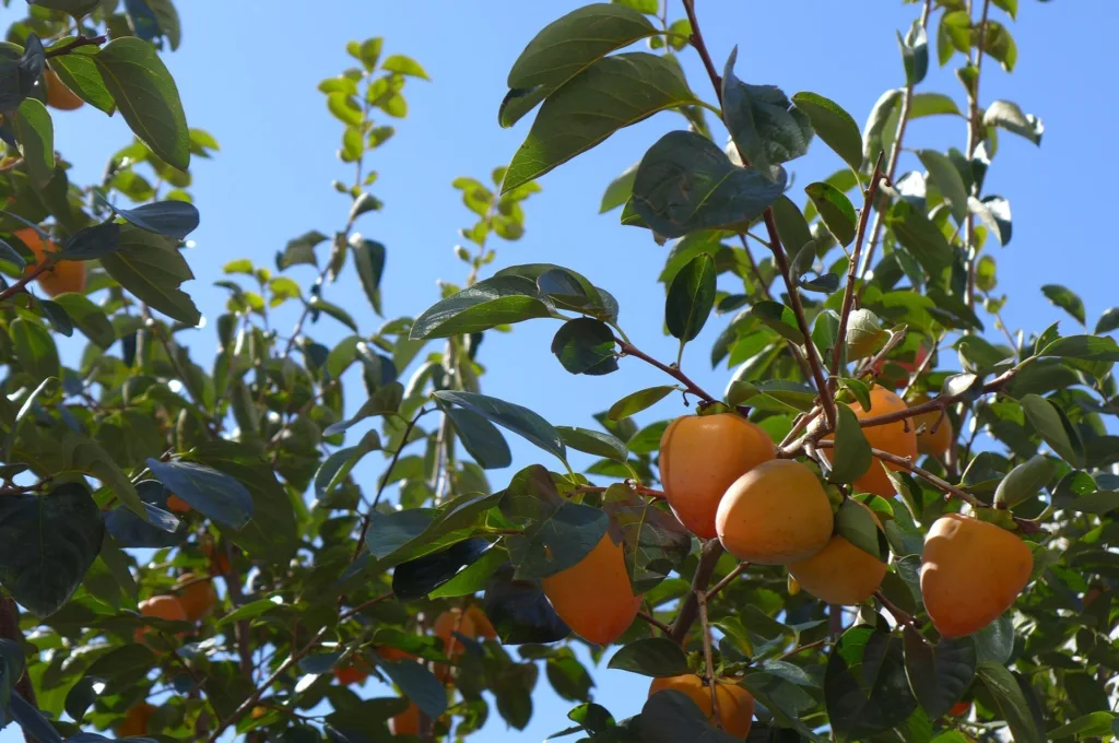 Érett narancsszínű datolyaszilva gyümölcsök a fán – hidegtűrő ázsiai gyümölcs, amely Magyarországon is jól terem.