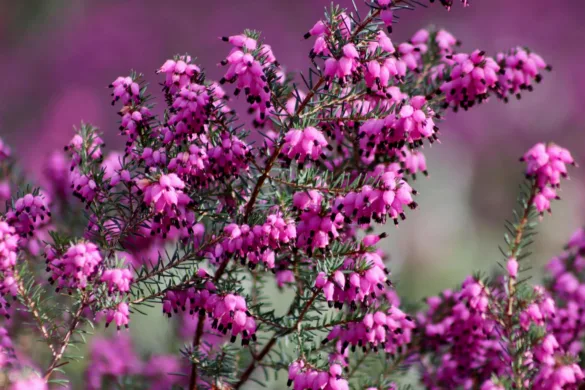 Erika virág harang alakú virágai közelről