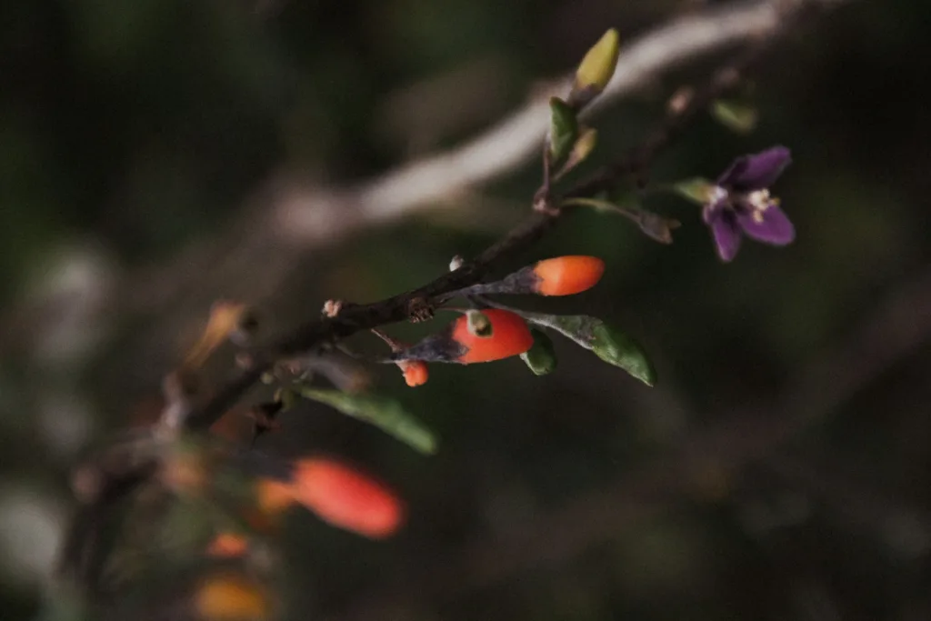 Goji bogyó cserje érett, piros termésekkel – könnyen termeszthető, télálló ázsiai gyümölcs.