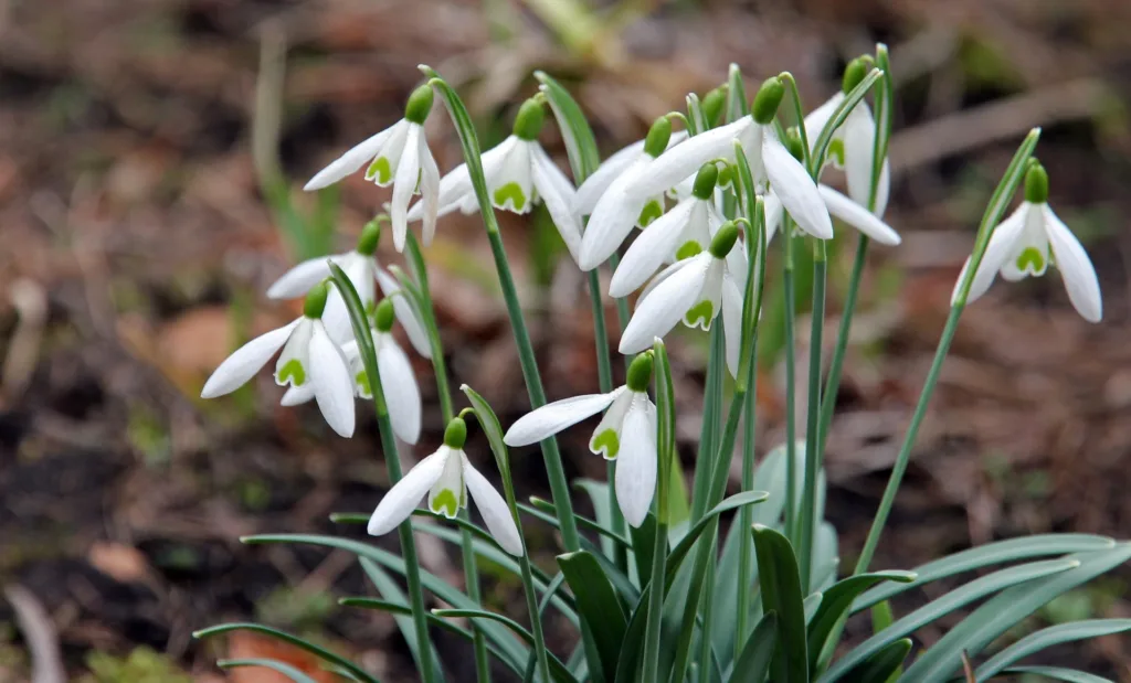 Decemberben kibújó hóvirág a kertben az enyhe tél hatására