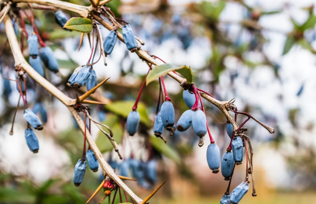 Mézbogyó bokor sötétkék, korai érésű termésekkel – rendkívül fagytűrő ázsiai bogyós növény.