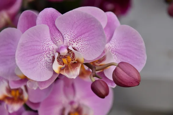 Virágzó orchidea gondozása otthon természetes fényben