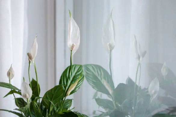 Virágzó vitorlavirág (Spathiphyllum wallisii) fehér fellevéllel és sötétzöld levelekkel szobanövényként.