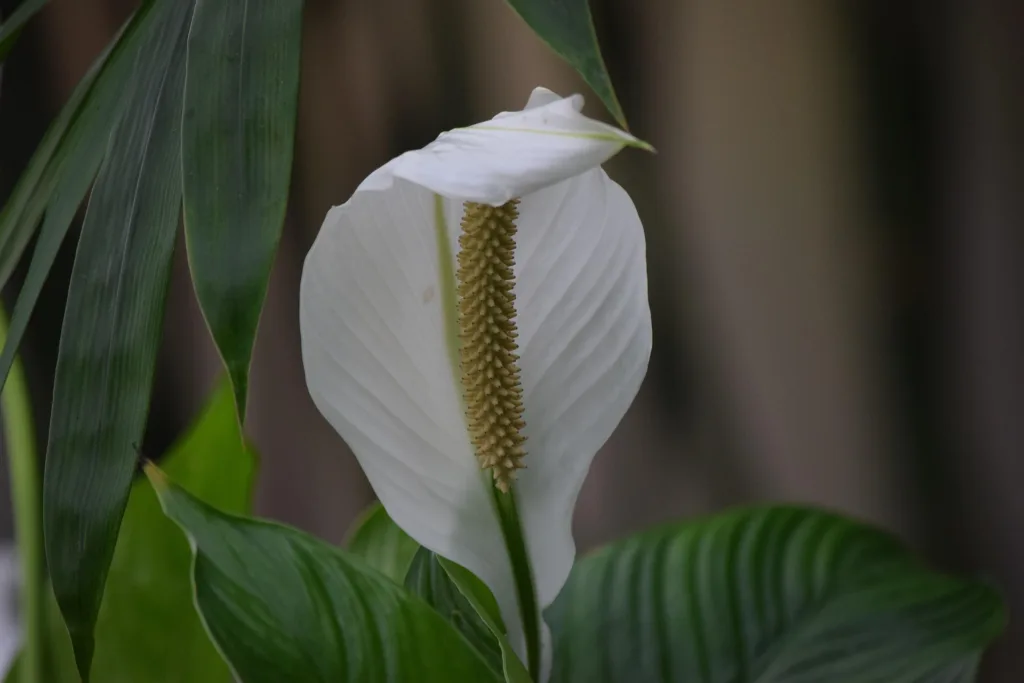 Virágzó vitorlavirág (Spathiphyllum wallisii) fehér fellevéllel és sötétzöld levelekkel szobanövényként.