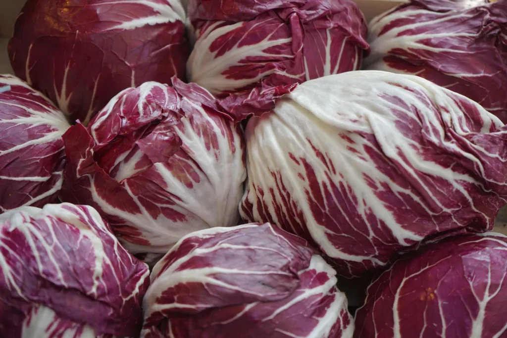 Vöröscikória radicchio salátának és sütéshez