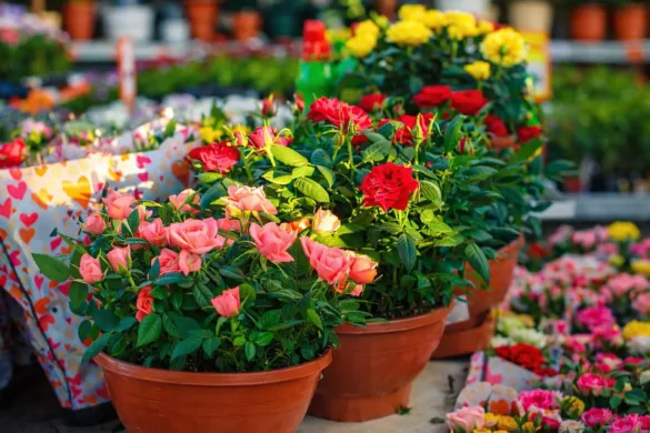 Cserepes törpe rózsák virágboltban Valentin-nap előtt