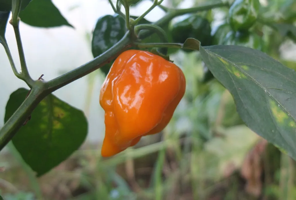 ero-habanero-chili-paprika-bokron