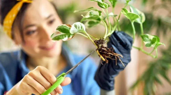Gyökérrothadás kezelése szobanövényeknél: rothadt gyökerek visszavágása