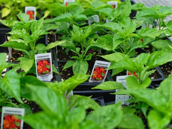 Egészséges, zöld Habanero chili palánták fekete műanyag ültetőtálcában, fajtajelölő címkékkel.