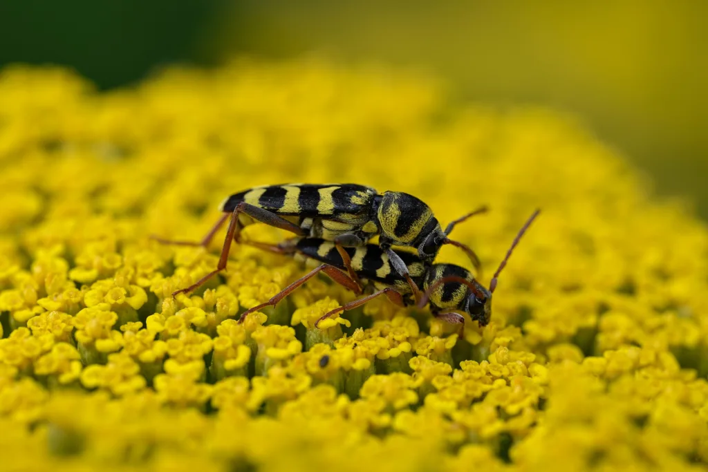 Két darázscincér egy sárga cickafark virágon.
