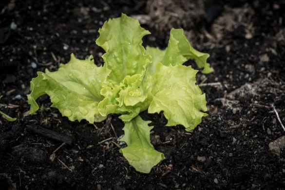 Május királya saláta palánták akklimatizálása a kerti kiültetés előtt