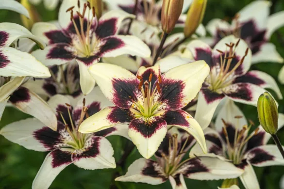 Mintázott szirmú liliom virág közelről