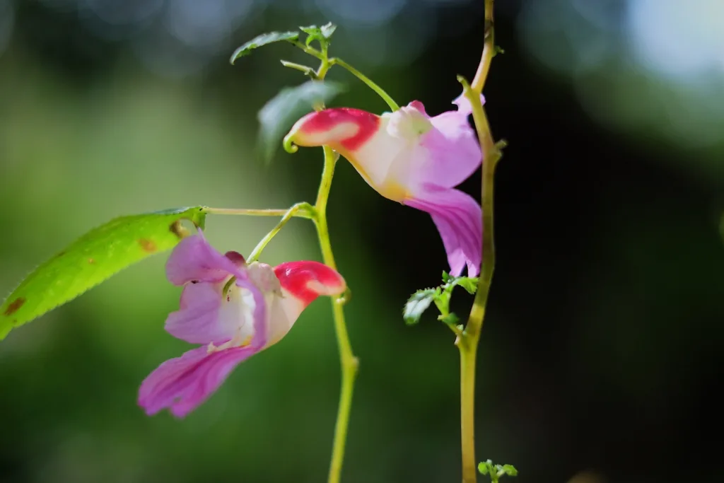 Papagájvirág – furcsa kinézetű virág repülő madár formájával