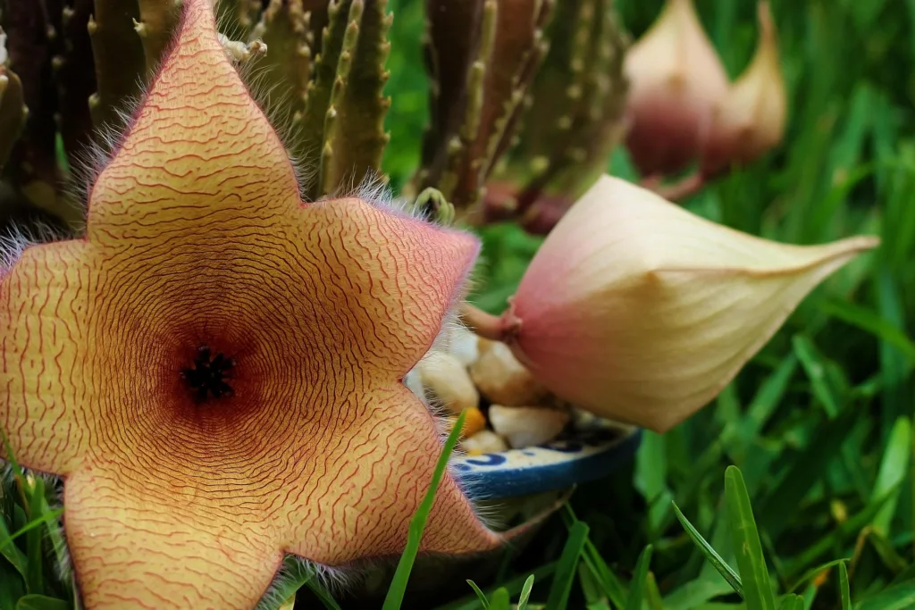 Stapelia gigantea – furcsa kinézetű virág rothadó hús szagával
