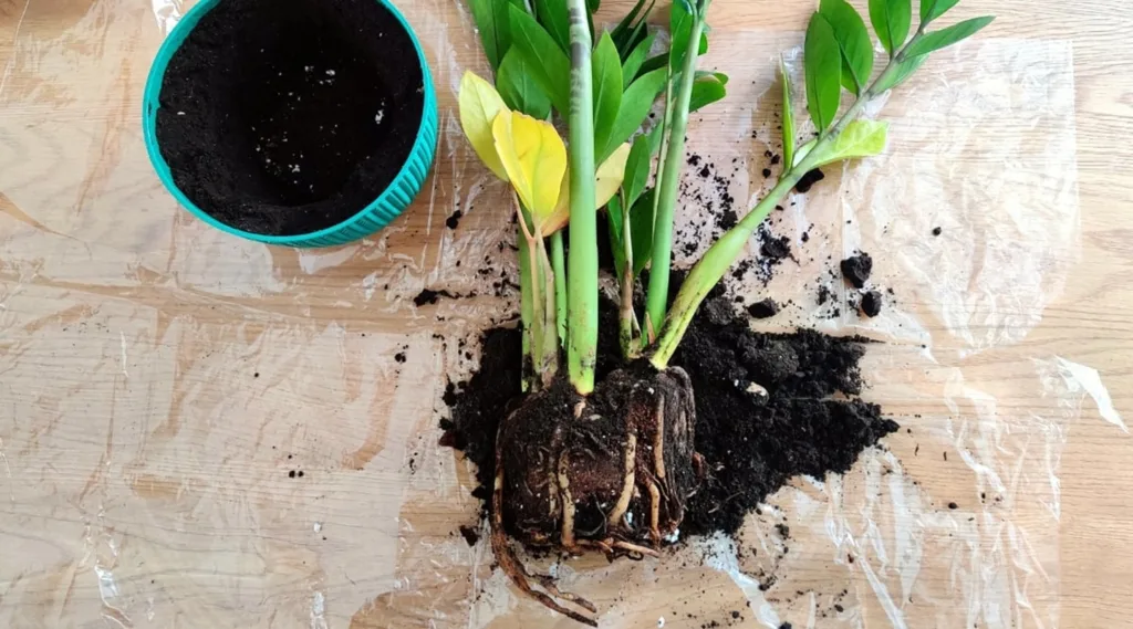 Zamioculcas gyökérrothadás: elrohadt gyökerek és sárguló levelek