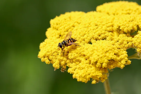 Zengőlégy táplálkozik egy sárga cickafark ernyősvirágzatán.