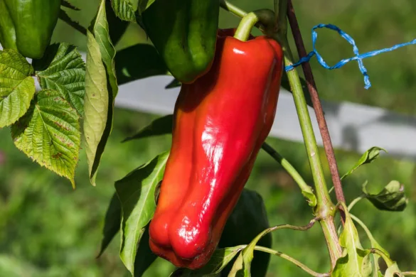 Kápia paprika érés közben kiskertben