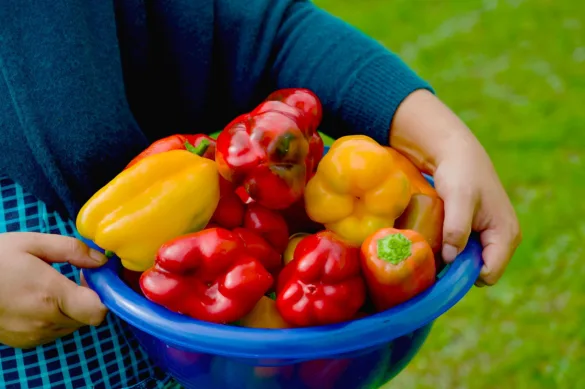 Bőséges paprika termés piros és sárga paprikákkal egy tálban