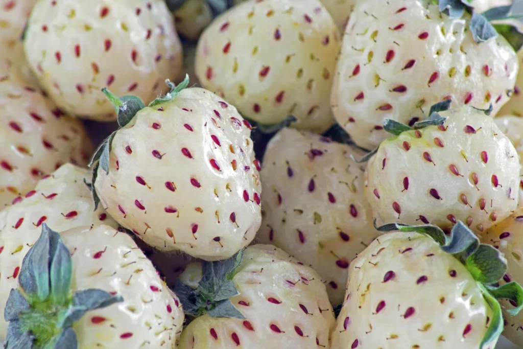 Fehér szamóca pineberry piros magokkal