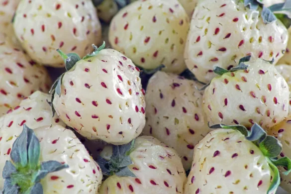 Fehér szamóca pineberry piros magokkal