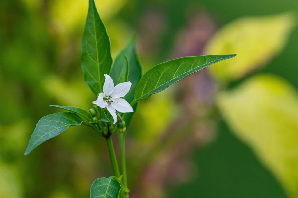 Paprika virága a terméskötés időszakában