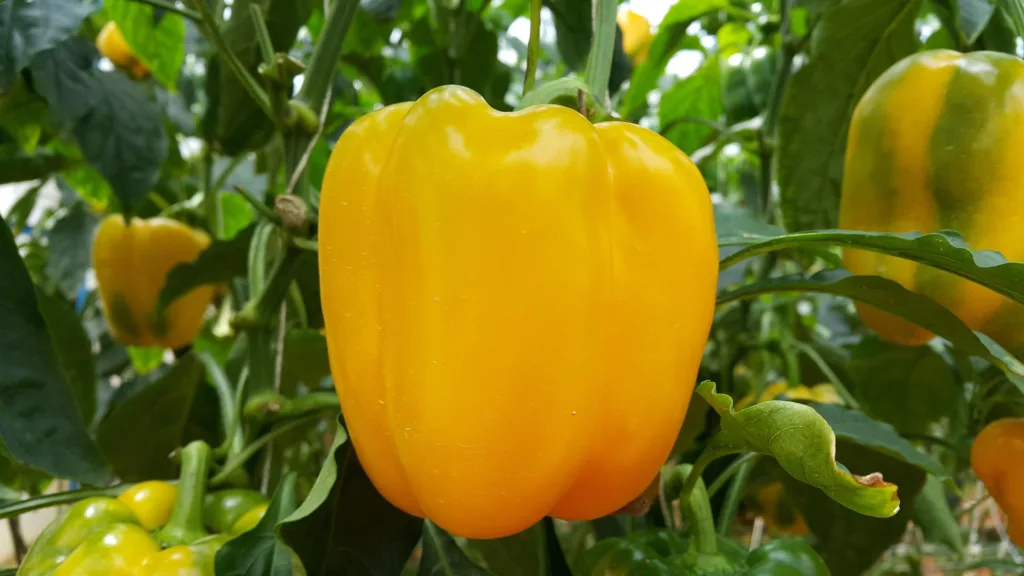 Nagy sárga paprika a növényen bőtermő paprika termesztéshez