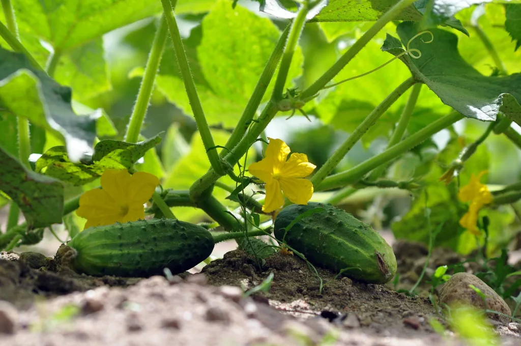 Uborka termések fejlődnek a humuszban gazdag talajon