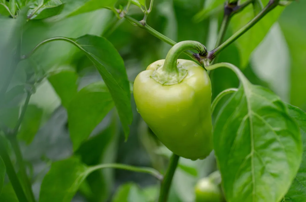 Egészséges zöld paprika a növényen termesztés közben