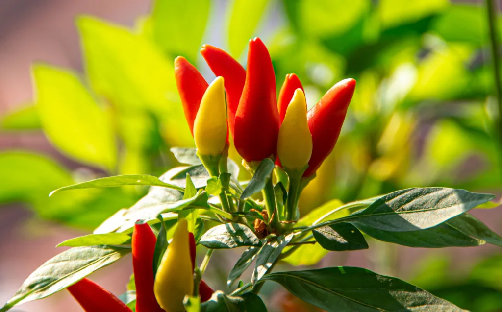 Közeli felvétel egy fiatal chili növényről, élénk piros és sárga, apró, hegyes paprikákkal a napfényben. Alkalmas chili palánta gondozásáról szóló cikkekhez.