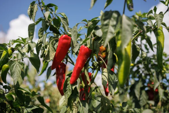 Közeli felvétel egy fiatal chili növényről, élénk piros és sárga, apró, hegyes paprikákkal a napfényben. Alkalmas chili palánta gondozásáról szóló cikkekhez.