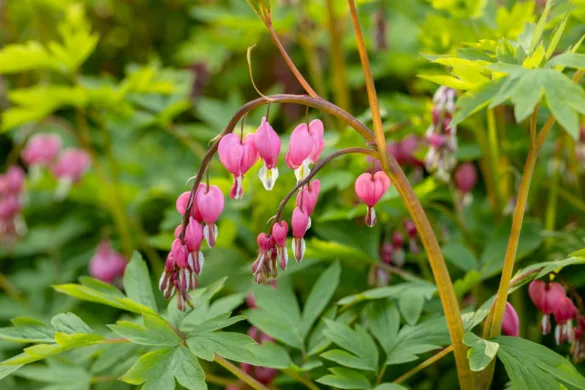 Rózsaszín nagy szívvirág (Lamprocapnos spectabilis) virágzata zöld levelek között a kertben, a szívvirág gondozása és ültetése útmutatóhoz.